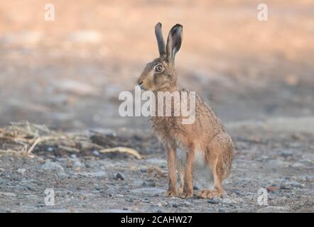 Brauner Hase auf Ackerland in der Nähe von Fountains Abbey, Harrogate, North Yorkshire Stockfoto