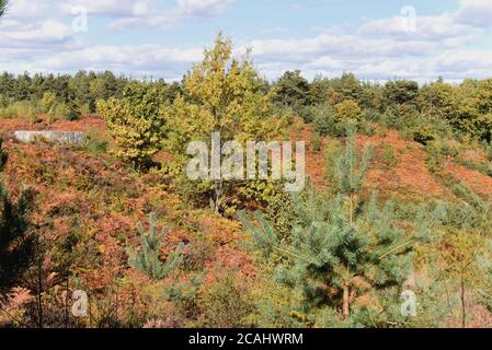 Die Herbstfarben heben sich an einem hellen Tag deutlich ab Anfang Oktober Stockfoto