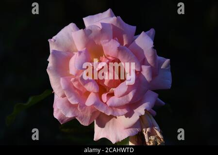 Eine rosa Rose gefangen in der Abendsonne am Anfang Oktober Stockfoto