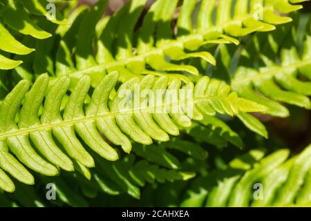 Hardfarn (Blechnum spicant), auch Hirsch Farn genannt, ein lebhafter grüner Farn, der immergrün ist und zwei Arten von Wedeln hat, UK. Nahaufnahme von sterilen Wedeln Stockfoto