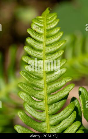 Hardfarn (Blechnum spicant), auch Hirsch Farn genannt, ein lebhafter grüner Farn, der immergrün ist und zwei Arten von Wedeln hat, UK. Nahaufnahme von sterilen Fransen Stockfoto