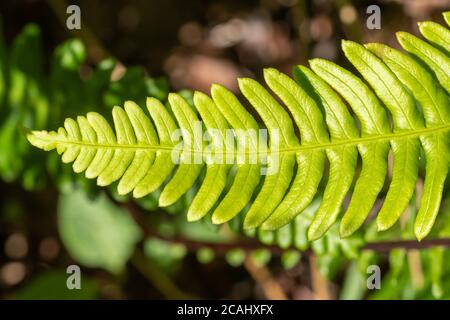 Hardfarn (Blechnum spicant), auch Hirsch Farn genannt, ein lebhafter grüner Farn, der immergrün ist und zwei Arten von Wedeln hat, UK. Nahaufnahme von sterilen Fransen Stockfoto