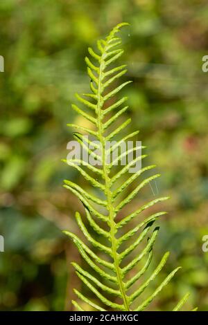 Hardfarn (Blechnum spicant), auch Hirsch Farn genannt, ein lebhafter grüner Farn, der immergrün ist und zwei Arten von Wedeln hat, UK. Nahaufnahme von fruchtbarem Frond Stockfoto