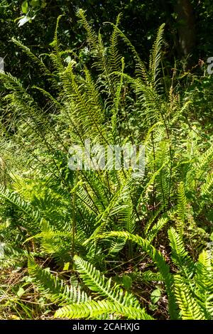 Hardfarn (Blechnum spicant), auch Hirsch Farn genannt, ein lebhafter grüner Farn, der immergrün ist und zwei Arten von Wedeln hat, UK Stockfoto