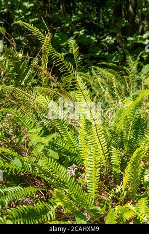 Hardfarn (Blechnum spicant), auch Hirsch Farn genannt, ein lebhafter grüner Farn, der immergrün ist und zwei Arten von Wedeln hat, UK Stockfoto