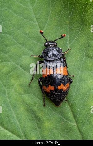 Gemeinsamen Sexton Käfer (Nicrophorus Vespilloides) Stockfoto