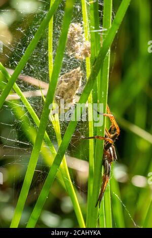 Floßspinne (Dolocedes fimbriatus) Weibchen bewacht ihr Nest, Eiersack in einem Baumschule Netz in pondside Schilf auf nasser Heide, Großbritannien Stockfoto