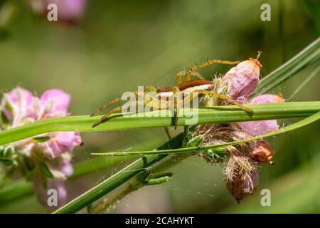 Floßspinne (Dolomedes fimbriatus), eine semi-aquatische Art, unter Schilf und Heidekraut neben einem Heideland Teich, Großbritannien Stockfoto