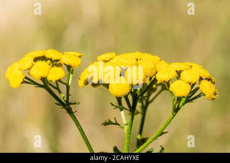 Tanacetum vulgare (Tanacetum vulgare) mit gelben Blüten, eine mehrjährige, krautige Blütenpflanze der Aster-Familie Stockfoto