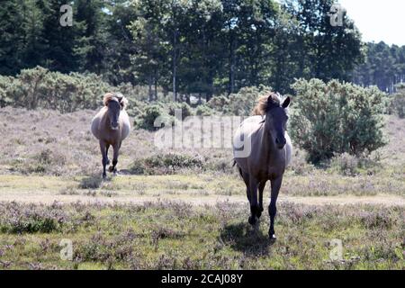 New Forest Ponys Roaming kostenlos auf dem New Forest, Hampshire, England, Großbritannien, August 2020, wildes Pony Stockfoto