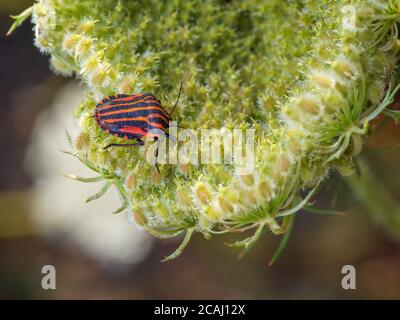 Nahaufnahme eines italienischen gestreiften Käfers auf der wilden Karottenblume (Daucus carota). Graphosoma italicum auch als Minstrel-Bug bekannt. Selektiver Fokus, unscharfe BA Stockfoto