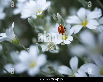Nahaufnahme eines einzigen Marienkäfer mit sieben Flecken auf dem Feld Kicherungsblume. Coccinella septempunctata auf Cerastium arvense Blume. Selektiver Fokus mit BL Stockfoto