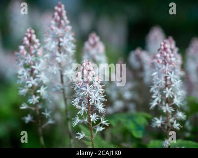 Blühender Herzblatt-Schaumblüte oder falsches Miterkraut im Frühling. Nahaufnahme der blühenden Tiarella cordifolia. Selektiver Fokus mit unscharfem Hintergrund. Shallo Stockfoto