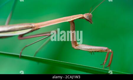 Braune Gottesanbeterin auf einem Blatt, schlankes und anmutiges Insekt, aber fürchterliches Raubtier für die Kleinen. Makrofoto der Tierwelt im tropischen Dschungel Stockfoto