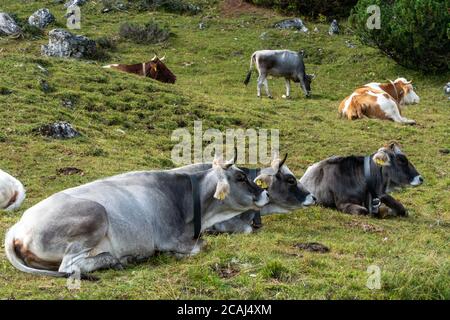 Gruppe von Kühen auf den Feldern grasen Stockfoto