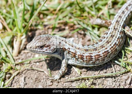 San Francisco Alligator Lizard. Stockfoto