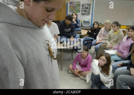 Austin, Texas, USA, März 2006: Die sechste Klasse erhält Wissenschaftsunterricht in Insekten von einem Sammler aus Austin. Ein Skorpionstab steht auf dem Pullover eines Jungen in der Demonstration. Stockfoto