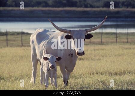 Weiße Texas Longhorn-Kuh mit Kalb bei Sonnenuntergang auf Gras auf der Stonewall Valley Ranch in der Nähe von Johnson City, Texas. Eigenschaftsfreigabe. ©Bob Daemmrich Stockfoto