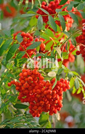 Sorbus aucuparia aschbeerkeibe Baum Berg Esche S. Sorb Service Strauch, rot reife Früchte, Blätter, hell vertikal sonnig Eberesche Blatt Makro Nahaufnahme Stockfoto