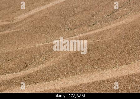 Viel hartes rotes Winterweizentriticale oder Roggen Körnung Stockfoto