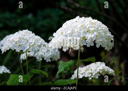 Die Blütenköpfe einer Hortensien 'Annabelle' Stockfoto