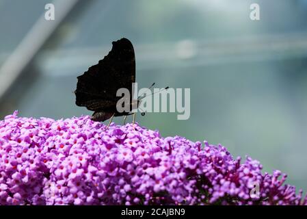 Ein Pfauenschmetterling (Aglais io) Auf den Blumen einer buddleja Stockfoto