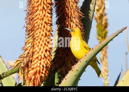 Männlicher Kapweaver (Ploceus capensis) auf einer bitteren Aloe (Aloe ferox), Westkap, Südafrika im Winter Stockfoto