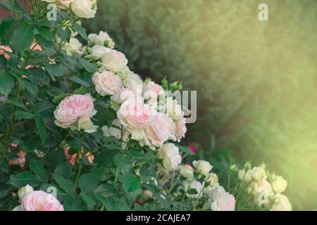 Sommer schöne rosa Rosen Blume. Klettern rosa Rosen im Garten Stockfoto