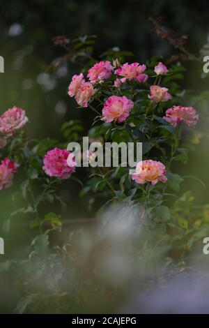 Gestreifte rosa gelbe Rose gewachsen. Zweifarbige gelbe Rosenblüte mit rosa Streifen. Gestreifte Rose bunt. Mehrfarbige rosa Rose mit weißen Streifen Stockfoto