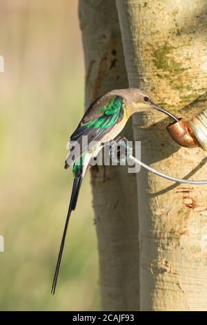 Männlicher Malachit-Sonnenvogel (Nectarinia famosa) im finsterlichen Gefieder am Zuckerwasserfutterhäuschen am Baum. Gelber Malachitischer Sonnenvogel Stockfoto