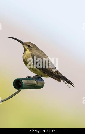 Weiblicher Malachit-Sonnenvogel (Nectarinia famosa), der auf einem Zuckerwasserzulauf Western Cape, Südafrika, thront Stockfoto