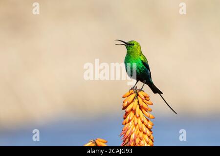 Malachit Sunbird Zucht Männchen (Nectarinia famosa) aka Yellow Tufted Long Tailed Smaragd Sunbird, Yellow Tufted Malachit Sunbird, ruft von Aloe Stockfoto