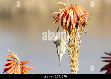 Weibliche Malachit-Sonnenvogel (Nectarinia famosa) auf der Nahrungssuche auf Aloe im Winter, Breede River, Western Cape, Südafrika alias Yellow tufted Long T Stockfoto