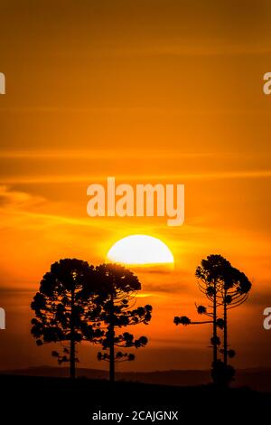 Silhouette von Araucarias bei Sonnenuntergang, eine Gattung von immergrünen Nadelbäumen typisch für das südliche Brasilien Stockfoto