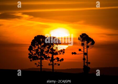 Silhouette von Araucarias bei Sonnenuntergang, eine Gattung von immergrünen Nadelbäumen typisch für das südliche Brasilien Stockfoto