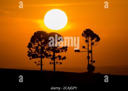 Silhouette von Araucarias bei Sonnenuntergang, eine Gattung von immergrünen Nadelbäumen typisch für das südliche Brasilien Stockfoto