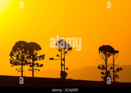 Silhouette von Araucarias bei Sonnenuntergang, eine Gattung von immergrünen Nadelbäumen typisch für das südliche Brasilien Stockfoto