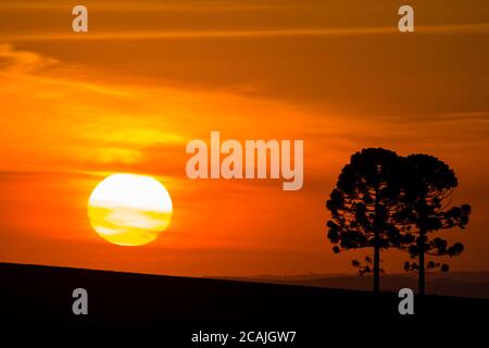 Silhouette von Araucarias bei Sonnenuntergang, eine Gattung von immergrünen Nadelbäumen typisch für das südliche Brasilien Stockfoto