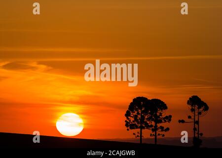 Silhouette von Araucarias bei Sonnenuntergang, eine Gattung von immergrünen Nadelbäumen typisch für das südliche Brasilien Stockfoto