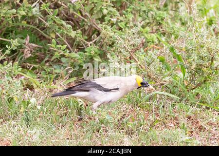 Wattled Starling (Creatophora cinerea) Eastern Cape, Südafrika Stockfoto