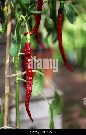 Rote Chilischoten wachsen auf Pflanzen im Garten Stockfoto