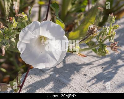 Hecke Bindenweed Blume im Freien und Sonnenlicht calystegia sepium Pflanze Stockfoto