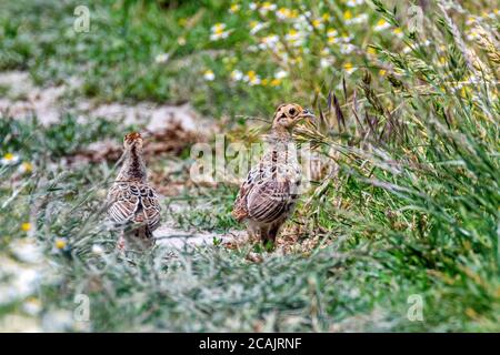 Fasan Küken in einem Feld von Gras (Phasianus colchicus) Stockfoto