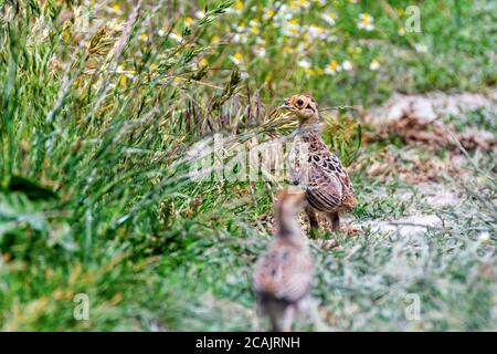 Fasan Küken in einem Feld von Gras (Phasianus colchicus) Stockfoto