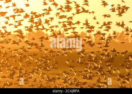 Herde gewöhnlicher Stare bei Sonnenuntergang (Sturnus vulgaris) Vogelschar Stockfoto