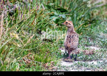 Fasan Küken in einem Feld von Gras (Phasianus colchicus) Stockfoto