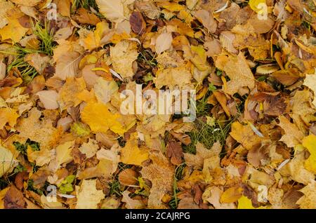 Herbst bunte Blätter Hintergrund in einem Morgen. Herbst hinterlässt Hintergrund auf Wald. Herbstlaub. Hintergrund der farbigen herbstlichen Blätter Stockfoto