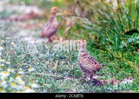 Fasan Küken in einem Feld von Gras (Phasianus colchicus) Stockfoto