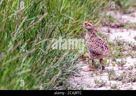 Fasan Küken in einem Feld von Gras (Phasianus colchicus) Stockfoto