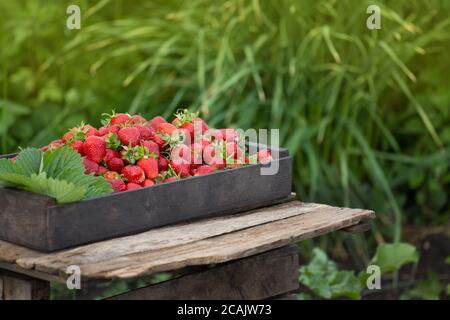 Rote Erdbeeren in einer Holzkiste. Frische Erdbeeren in Holzkiste auf einem Feld. Kiste mit frisch gepflückten Erdbeeren Stockfoto